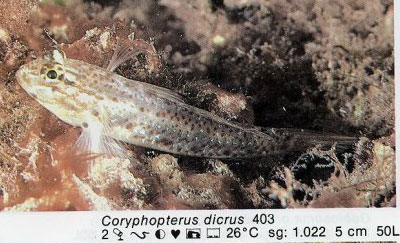 Coryphopterus dicrus